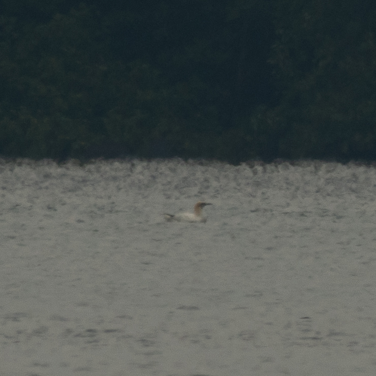 Northern gannet